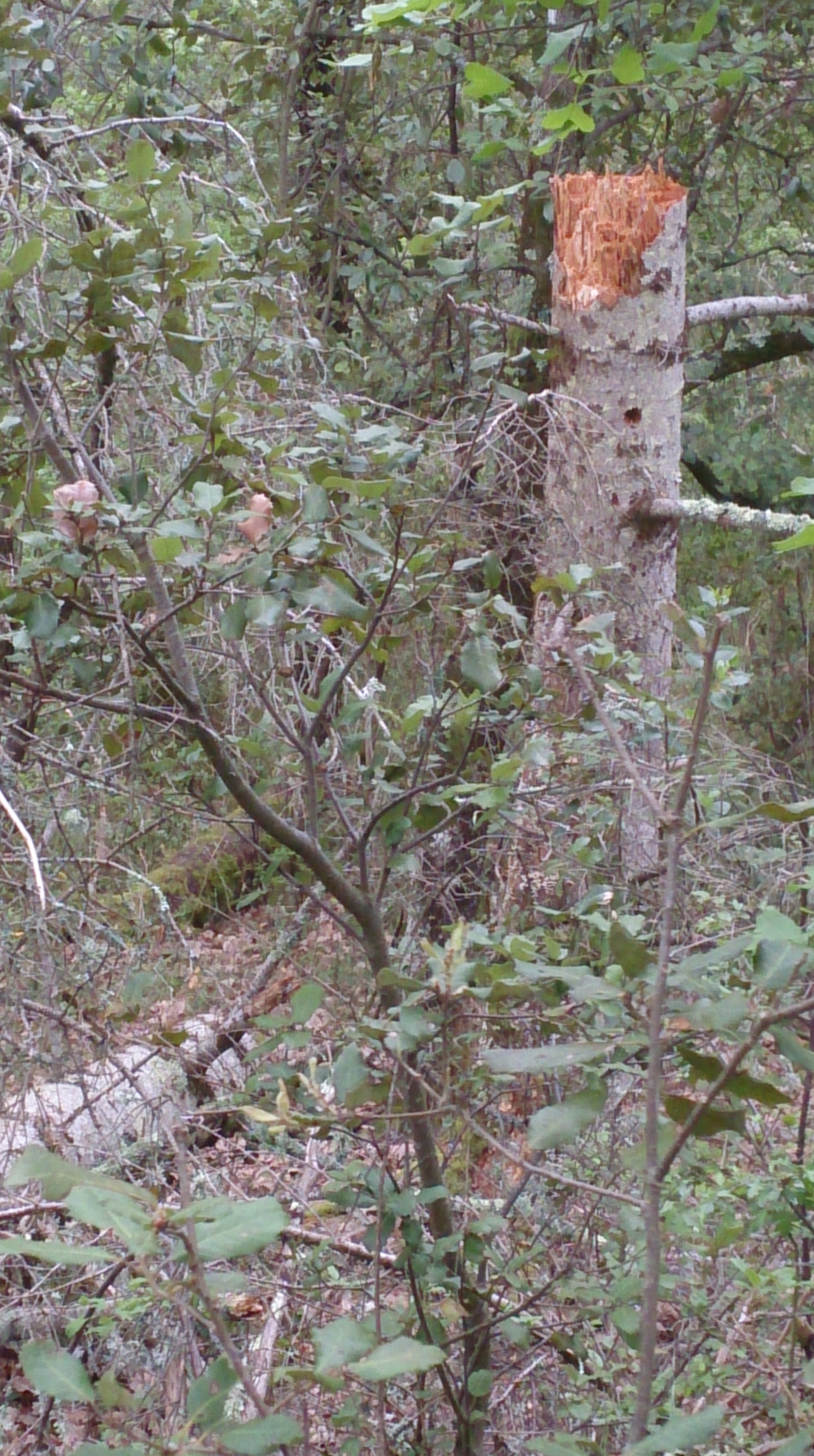 Broken tree in the forest beside the path in the hills near Quillan