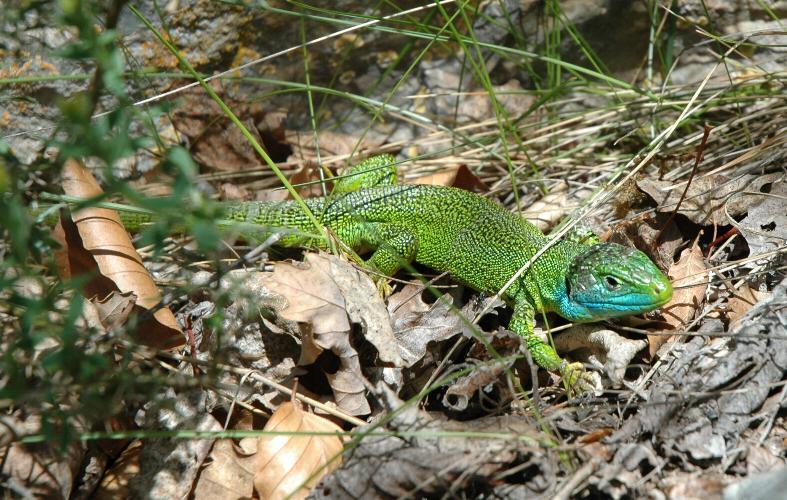 Green lizard