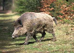 Wild boar